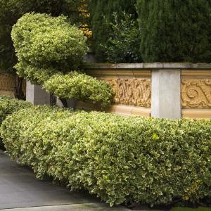 Altuni taflan fidanı euonymus japonica aureus