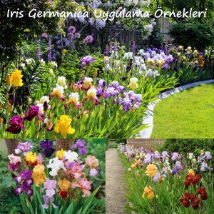 Lent A. Williamson İris Fidanı – Sarı Mor Germanica İris