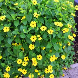 Karagözlü suzan sarmaşığı fidesi thunbergia lemon star