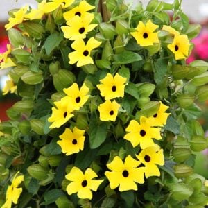 Karagözlü suzan sarmaşığı fidesi thunbergia lemon star