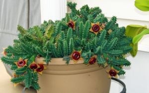 Huernia zebrina magniflora sukulent