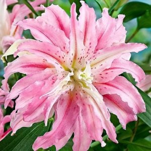 Katlı kokulu broken heart zambak çiçeği soğanı lilyum oriental