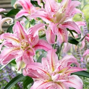 Katlı kokulu broken heart zambak çiçeği soğanı lilyum oriental