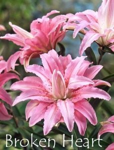 Katlı kokulu broken heart zambak çiçeği soğanı lilyum oriental