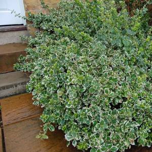 Gümüşi taflan fidanı Euonymus japonicus Silver King