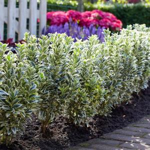 Gümüşi taflan fidanı Euonymus japonicus Silver King