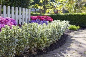 Gümüşi taflan fidanı Euonymus japonicus Silver King