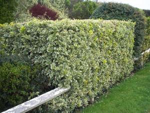 Gümüşi taflan fidanı Euonymus japonicus Silver King