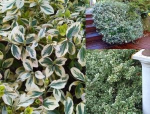 Gümüşi taflan fidanı Euonymus japonicus Silver King