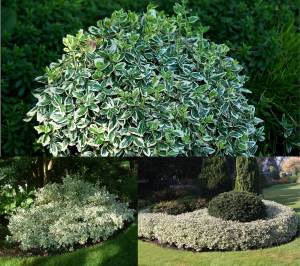 Gümüşi taflan fidanı Euonymus japonicus Silver King