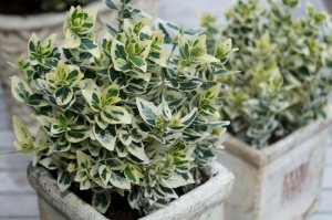 Gümüşi taflan fidanı Euonymus japonicus Silver King