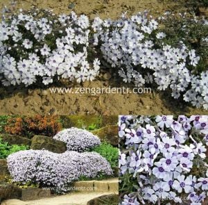 Phlox subulata yayılıcı floks pharaoh blue eye