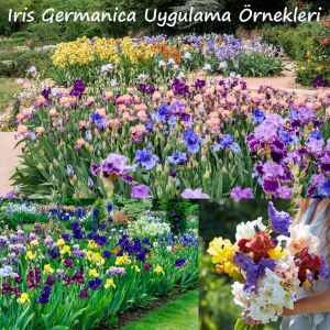 Natchez Trace İris Fidanı – Pastel Mor Germanica İris