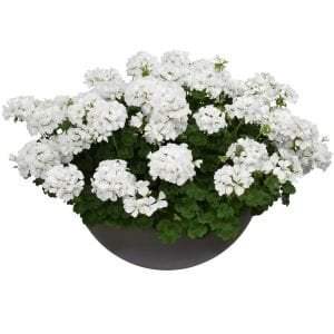 Beyaz sarkan sardunya fidesi summer lovers white