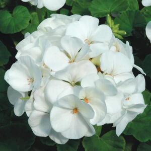 Beyaz sarkan sardunya fidesi summer lovers white
