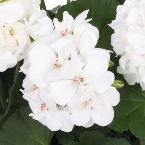 Beyaz sarkan sardunya fidesi summer lovers white