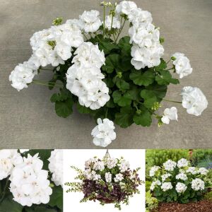 Beyaz sarkan sardunya fidesi summer lovers white