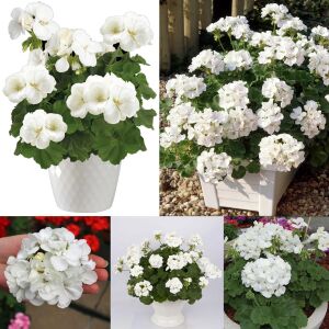 Beyaz sarkan sardunya fidesi summer lovers white