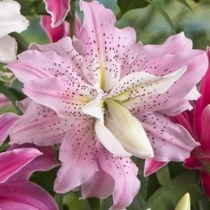 Katlı kokulu soft music zambak çiçeği soğanı lilyum oriental