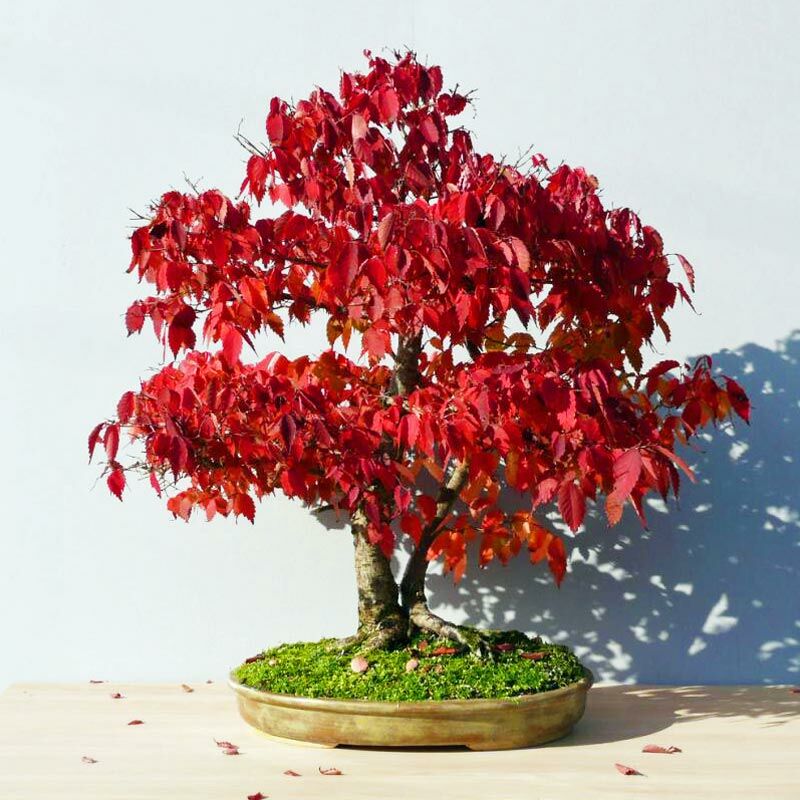 Zelkova ağacı tohumu | Zengarden