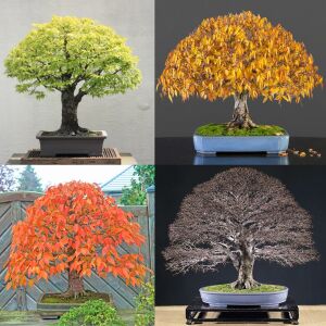 Keyaki japanese japon zelkova ağacı tohumu