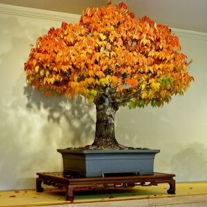 Keyaki japanese japon zelkova ağacı tohumu