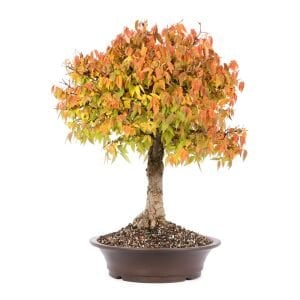 Keyaki japanese japon zelkova ağacı tohumu