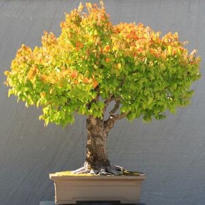 Keyaki japanese japon zelkova ağacı tohumu