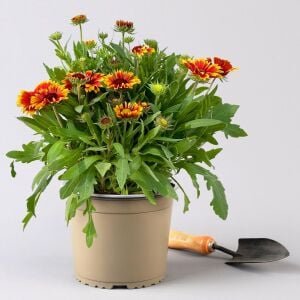 Gaillardia tohumu goblin çifte katmerli saksılık