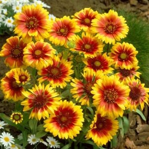 Gaillardia tohumu goblin çifte katmerli saksılık
