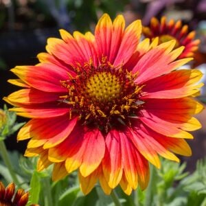 Gaillardia tohumu goblin çifte katmerli saksılık