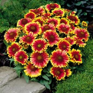 Gaillardia tohumu goblin çifte katmerli saksılık