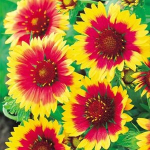 Gaillardia tohumu goblin çifte katmerli saksılık