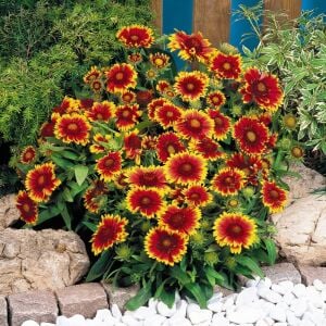 Gaillardia tohumu goblin çifte katmerli saksılık