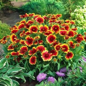 Gaillardia tohumu goblin çifte katmerli saksılık