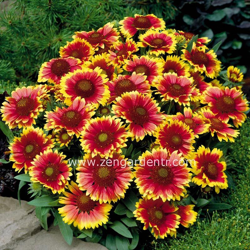 Gaillardia tohumu goblin çifte katmerli saksılık