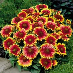 Gaillardia tohumu goblin çifte katmerli saksılık