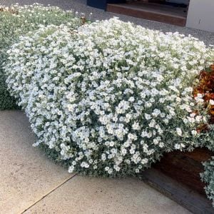 Cerastium tohumu sadece 10-15 cm boylanan yayılıcı tür