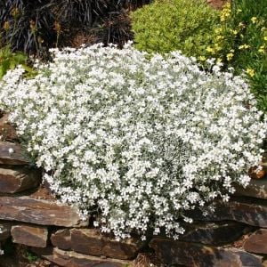 Cerastium tohumu sadece 10-15 cm boylanan yayılıcı tür