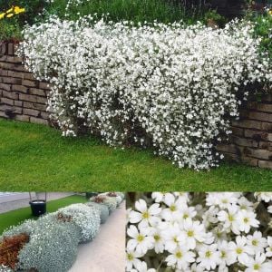 Cerastium tohumu sadece 10-15 cm boylanan yayılıcı tür