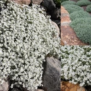Cerastium tohumu sadece 10-15 cm boylanan yayılıcı tür