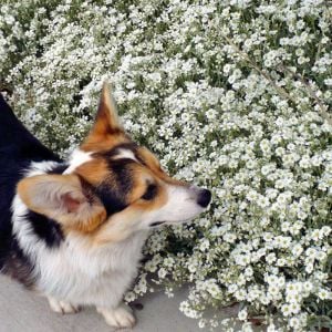 Cerastium tohumu sadece 10-15 cm boylanan yayılıcı tür