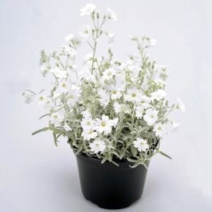 Cerastium tohumu sadece 10-15 cm boylanan yayılıcı tür