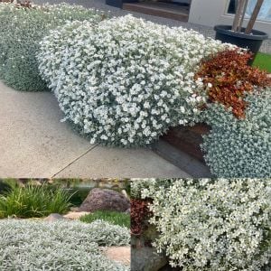 Cerastium tohumu sadece 10-15 cm boylanan yayılıcı tür