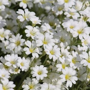 Cerastium tohumu sadece 10-15 cm boylanan yayılıcı tür