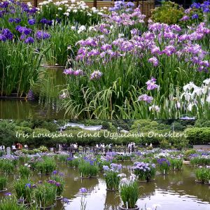 Highland mist iris louisiana saksıda yetişmiş süsen