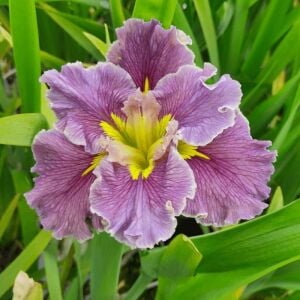 Highland mist iris louisiana saksıda yetişmiş süsen