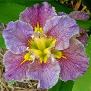 Highland mist iris louisiana saksıda yetişmiş süsen