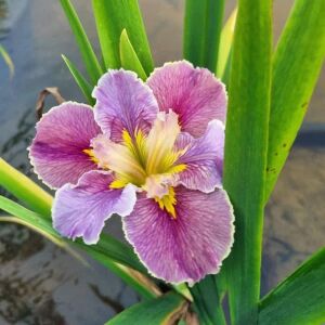 Highland mist iris louisiana saksıda yetişmiş süsen