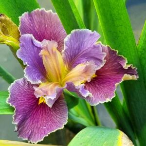 Highland mist iris louisiana saksıda yetişmiş süsen